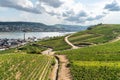 Aerial view of hills and vineyards above Rudesheim am Rhein in Rhine Valley Royalty Free Stock Photo