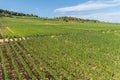 Aerial view of hills and vineyards above Rudesheim am Rhein in Rhine Valley Royalty Free Stock Photo