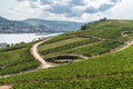 Aerial view of hills and vineyards above Rudesheim am Rhein in Rhine Valley Royalty Free Stock Photo