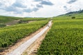 Aerial view of hills and vineyards above Rudesheim am Rhein in Rhine Valley Royalty Free Stock Photo