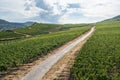 Aerial view of hills and vineyards above Rudesheim am Rhein in Rhine Valley Royalty Free Stock Photo