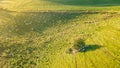 Aerial view of horde of sheep on hills in morning sunrise, Ditchling, East Sussex, UK