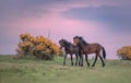 Aerial view of horses hugging each other and walking in greenery field during sunset Royalty Free Stock Photo