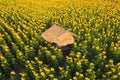 Aerial view of a house or home in full bloom sunflower field with mountain in travel holidays vacation trip outdoors at natural Royalty Free Stock Photo