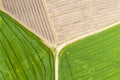 An aerial view of huge agricultural plant fields, divided with path. Green growing plants below.