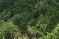 Aerial view of huge green healthy pine forest, panorama texture Royalty Free Stock Photo