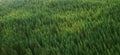 Aerial view of green healthy pine forest, panorama texture Royalty Free Stock Photo