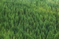 Aerial view of huge green healthy pine forest, panorama texture Royalty Free Stock Photo