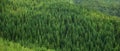 Aerial view of huge green healthy spruce tree forest, panorama texture