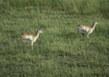 Aerial view of impala running through water