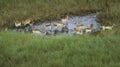 Aerial view of impala standing in a watering hole