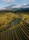 Jatiluwih rice terraces at sunrise in Bali, Indonesia Royalty Free Stock Photo