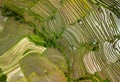 Bali ricefield aerial shot top view