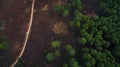 Aerial view of jungle trail and plain of pine forest Royalty Free Stock Photo