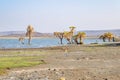 Scenic view of Lake Turkana in Loiyangalani District in Turkana County, Kenya Royalty Free Stock Photo