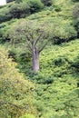 Aerial view on landscape with baobab Royalty Free Stock Photo