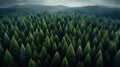 aerial view landscape of a beautiful misty impenetrable coniferous forest with fir trees