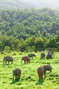 Aerial view landscape, A herd of Wild Asian Elephant in the grassland in rainy season. Green and lush evergreen forest, mountains Royalty Free Stock Photo