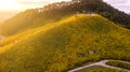 Aerial view landscape of Mountain in Twilight time nature flower Tung Bua Tong Mexican sunflower field ,Mae Hong Son,Thailand Royalty Free Stock Photo