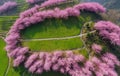 Aerial View of Blooming Cherry Trees on a Hillside Royalty Free Stock Photo