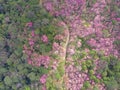 Aerial view landscape of sakura flower in mountains with winding road by drone.High angle scenery view of tropical forest in