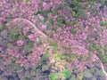 Aerial view landscape of sakura flower in mountains with winding road by drone.High angle scenery view of tropical forest in