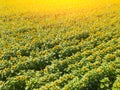 Aerial view of a large colored field of ripened sunflowers of green color with yellow petals