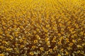 Aerial view of large endless blooming sunflower field in summer from drone pov Royalty Free Stock Photo