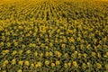 Aerial view of large endless blooming sunflower field in summer from drone pov