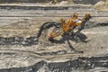 Aerial view of large heavy equipment machine mining natural resource. Coal mining by bucket wheel excavator. Heavy Royalty Free Stock Photo