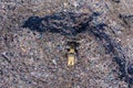 Aerial view of large landfill. Waste garbage dump, environmental pollution