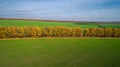 Aerial view of the large wheat field in autumn. Amazing landscape with trees with red and orange leaves in a day in the Royalty Free Stock Photo