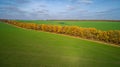 Aerial view of the large wheat field in autumn. Amazing landscape with trees with red and orange leaves in a day in the Royalty Free Stock Photo