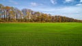 Aerial view of the large wheat field in autumn. Amazing landscape with trees with red and orange leaves in a day in the Royalty Free Stock Photo