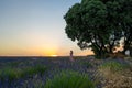 Aerial view of lavender fields and lonely standing trees during sunset near Brihuega. Spain in the summer.