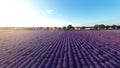 Aerial view of levender field . Wide angle. GoPro, Royalty Free Stock Photo