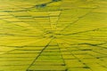 Aerial view of Lingko Spider Web Rice Fields