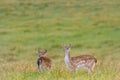 Aerial view of little spotted deer in grassland Royalty Free Stock Photo