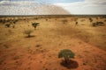 aerial view of locust swarm over african savanna