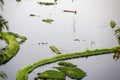 Aerial view of loktak lake