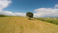 Aerial view of lone tree in the field, symbol of fertility, vital spark, wisdom Royalty Free Stock Photo