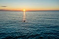 Aerial View Of A Lone White Swan Swimming In The Gulf Of Finland Against The Backdrop Of A Beautiful Sunset. Red-orange