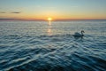 Aerial View Of A Lone White Swan Swimming In The Gulf Of Finland Against The Backdrop Of A Beautiful Sunset. Red-orange
