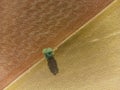 Aerial view of a lonely tree among cereal fields