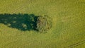 Aerial view of a lonely tree in a green field standing alone, Westsussex, UK