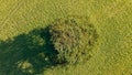 Aerial view of a lonely tree in a green field standing alone, Westsussex, UK