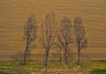 Aerial view on long tree shadow growing on meadow, close to rural field Royalty Free Stock Photo