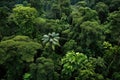 aerial view of a lush, dense forest with diverse tree species