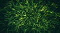 Aerial View of Lush Green Grass Texture Royalty Free Stock Photo