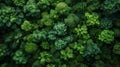 Aerial View of Lush Green Plants - A Serene Natural Canopy